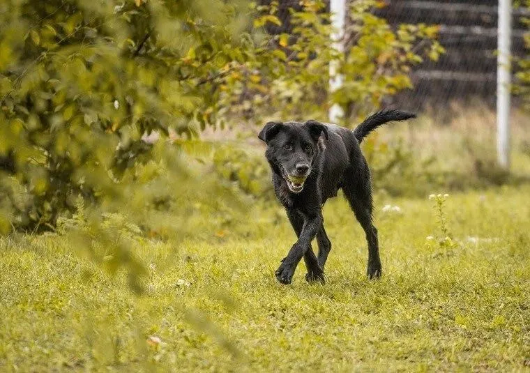 Hans Foto 3
