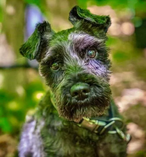 Baerchen